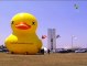 Brazil: 12-Meter Duck Protests Tax Increases