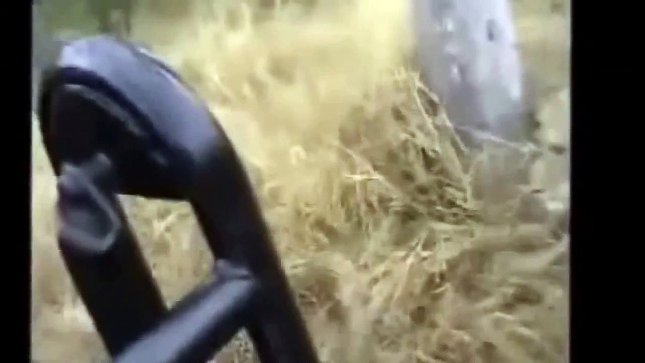 Discovery Channel LIONS VS LEOPARDS Animal Planet HD