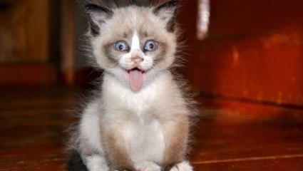 Videos de Risa de Gatos - Videos Chistosos - Videos Graciosos