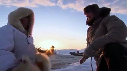 AMAZING of Alaska Discovery Wild Animals bitbytezen hd wildfire