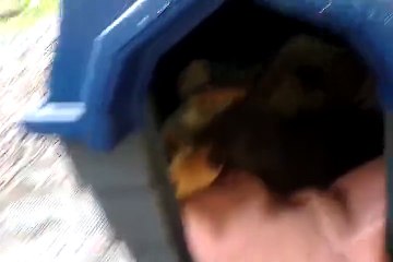 Cat and dog with babies living in the same dog house