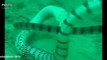 Electric Eel  vs Sea Snake (Banded Sea Krait) Fight