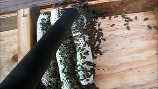 Honeybee Cut-out - Melbourne, FL  - 8-3-13