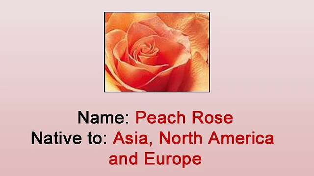 How to Care for Cut Roses and Peach Rose - By Heather Floral