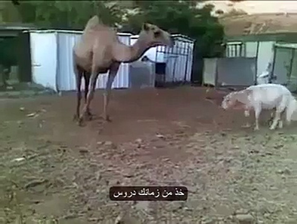 Funy Videos