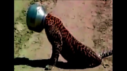 Leopardo passa sufoco com panela