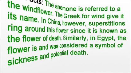 Florist in NYC - How To Care for Anemones