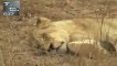 Lion vs Rhino vs Hyenas vs Wildebeest vs. Rhino against