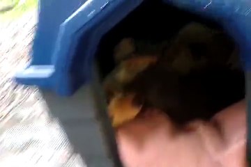 Cat and dog with babies living in the same dog house