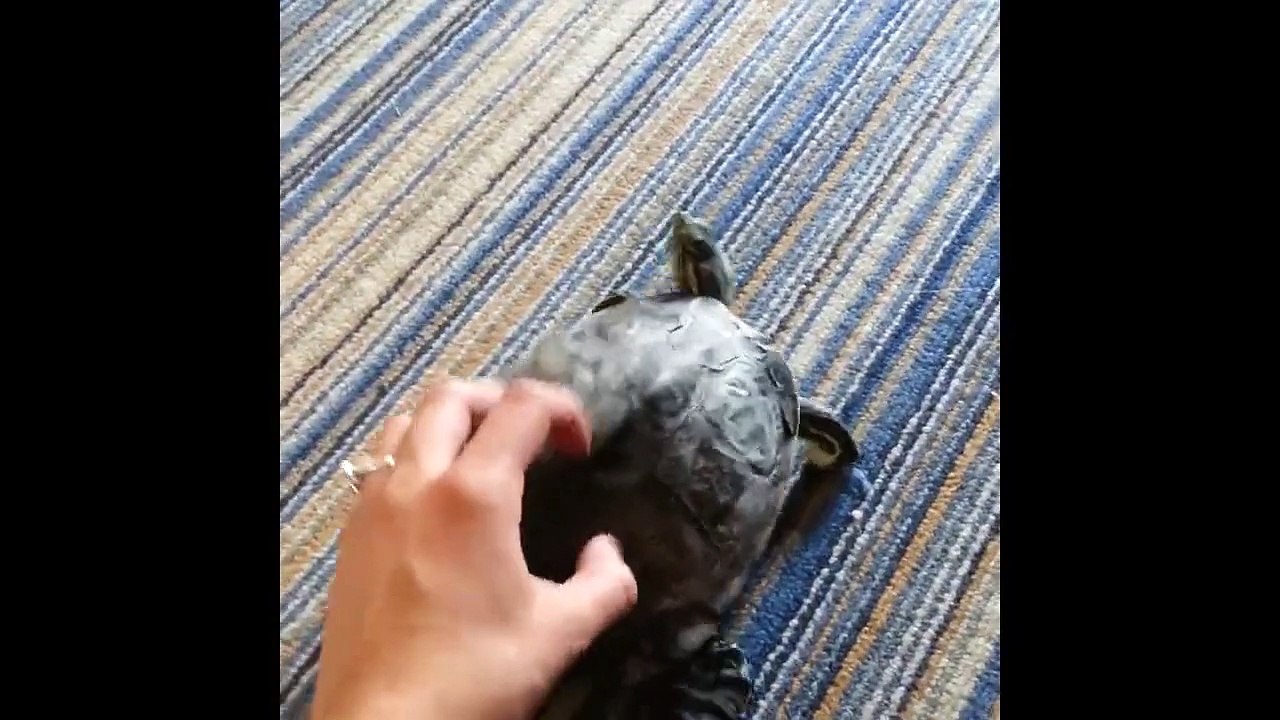 Une tortue très chatouilleuse...