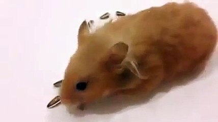 Romantic Brown Rat making Love art on ground