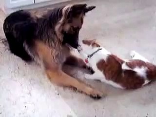 Позитив дня. Кошка и собака