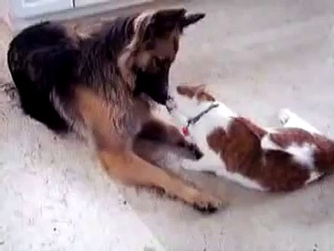 Позитив дня. Кошка и собака