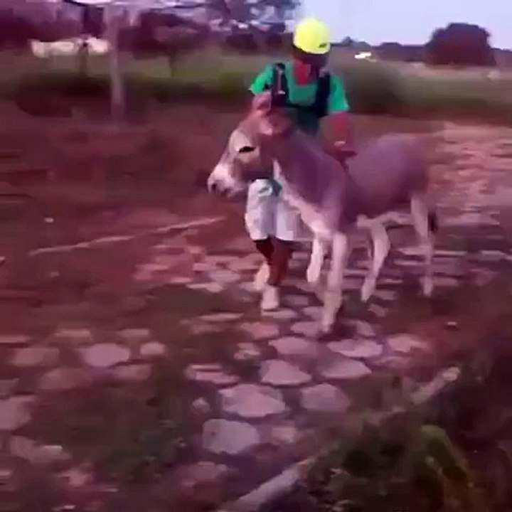 Hayatında İlk Defa Eşek Gören Çocuk