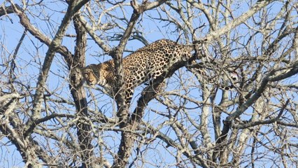 Fighting Leopard Dramatically Falls From Tree