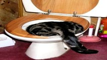 Los Gatos En El Baño Mas Graciosos Y Chistosos Del Mundo | Animales | Cats Funny In Water