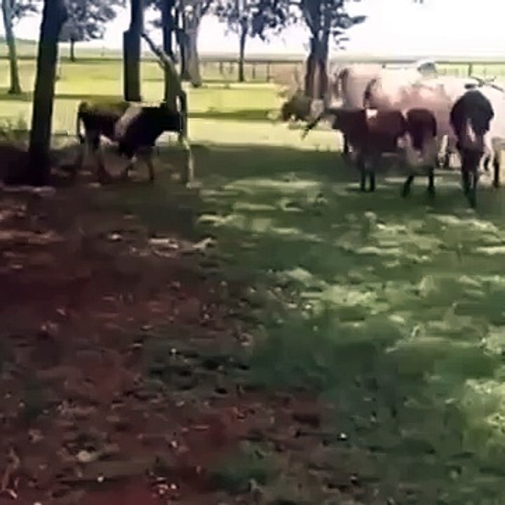 Koyunla İnek tokuşursa