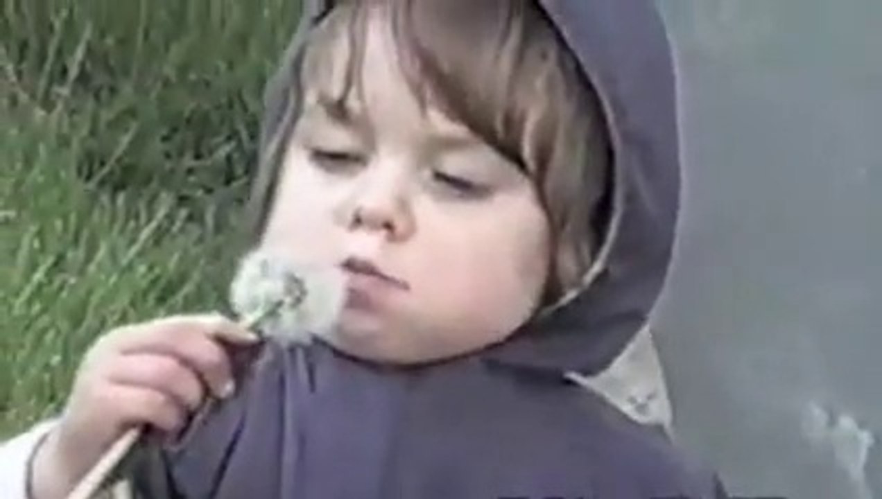 He Try to Blow On A Dandelion. Look How!