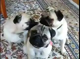 Cute Pugs Tilt Their Heads Together When Talked To
