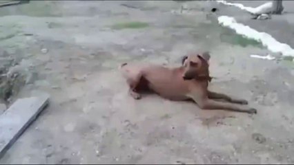 Dog thinks his owner is drowning...