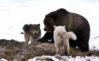 Kurt Sürüsü Ayının Avını Çaldı