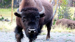 Parque Nacional Yellowstone Bisonte Comiendo Hierba | Yellowstone National Park Bison Eati