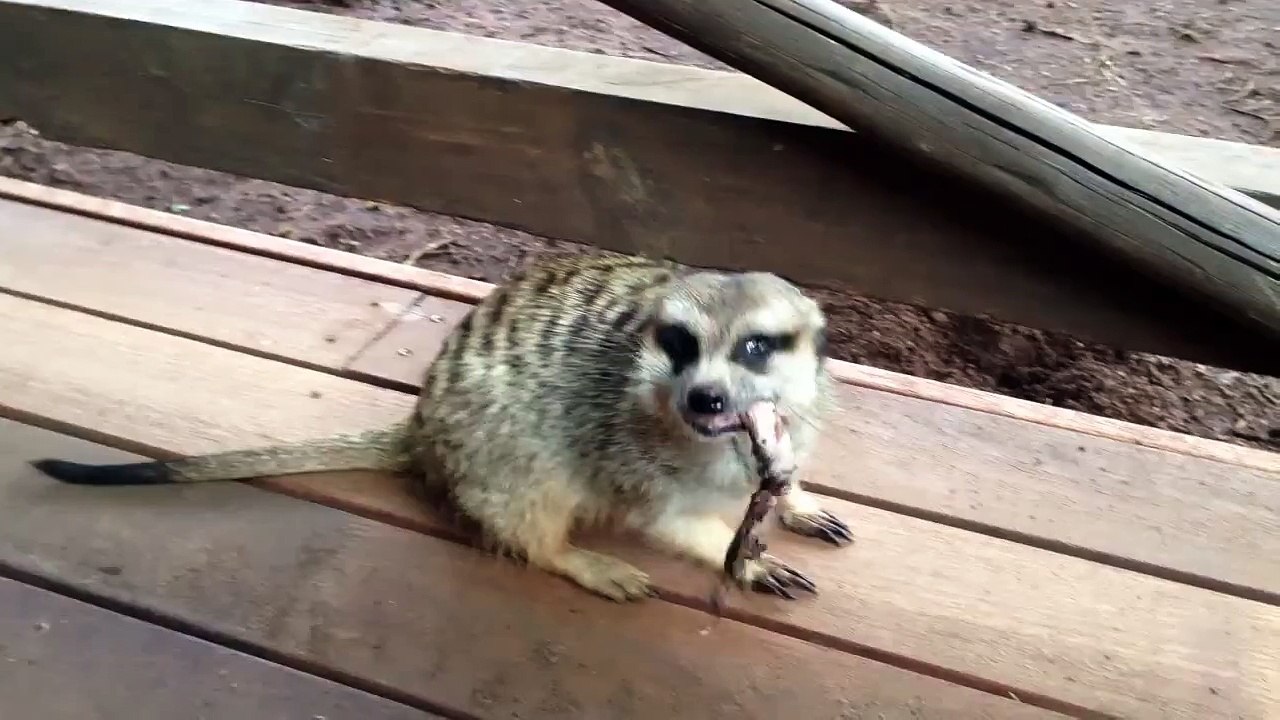 Funny Meerkat