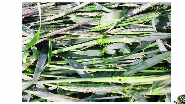 Formation Steve Groff - Couvert végétaux - part 2 - Destruction des couverts - herbicides/roulage