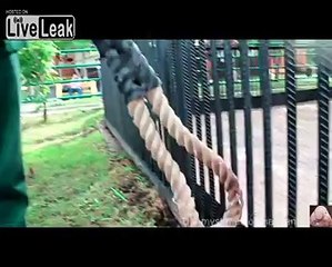 LiveLeak.com - The tug-of-war with a lion