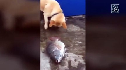 یہ کتا اپنی ناک رگڑ رگڑ کرپانی کو مچھلیون کے قریب کر رہا ہےشاید کے وہ بچ جائیں (We should Learn From Animals)