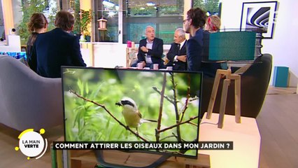 Comment attirer les oiseaux dans mon jardin ?