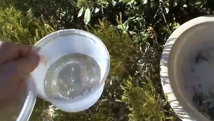 How To Fill Up a Bird Bath
