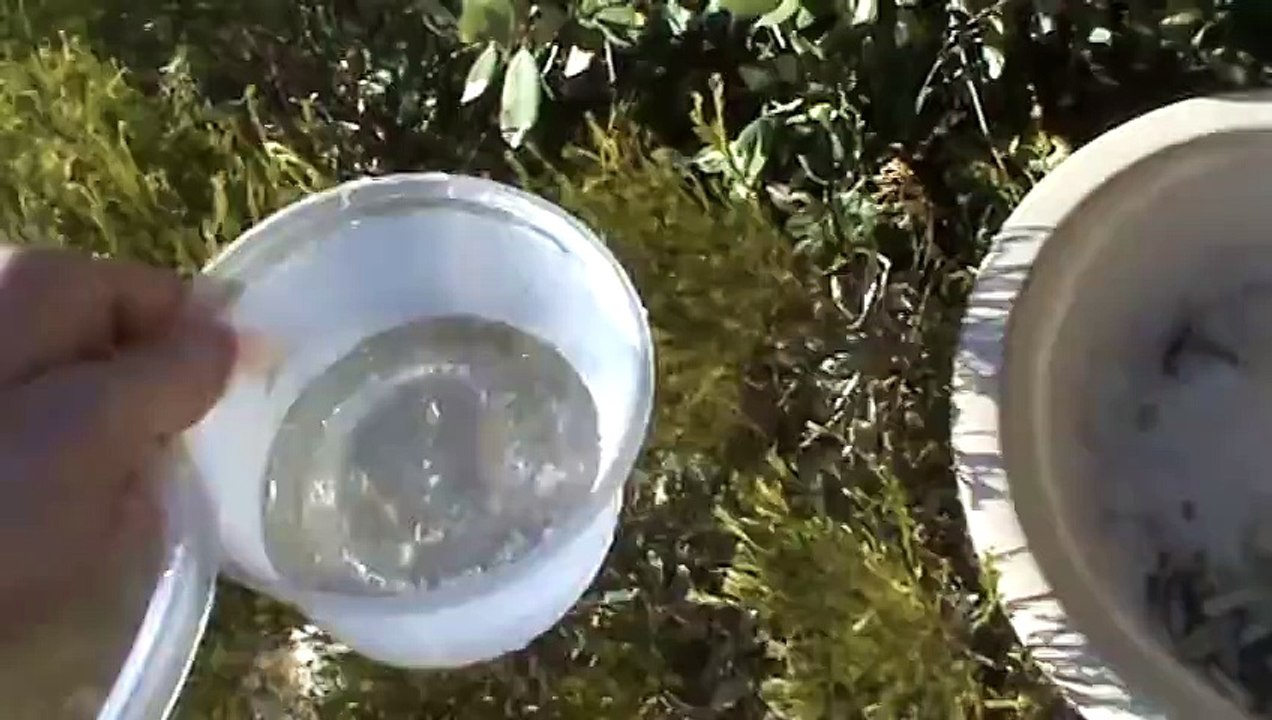 How To Fill Up a Bird Bath