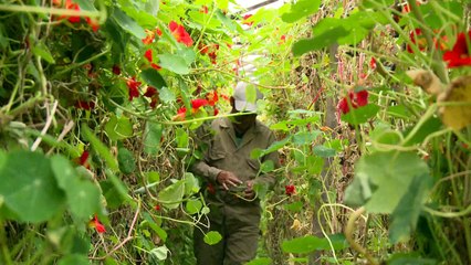 Colombie: des fleurs dans les assiettes