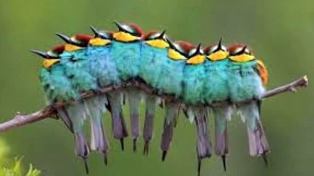 perfectly timed animal photos