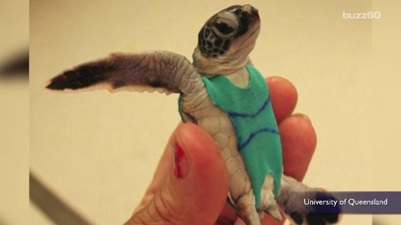 Turtles wear tiny swimsuits so researchers can collect their poop