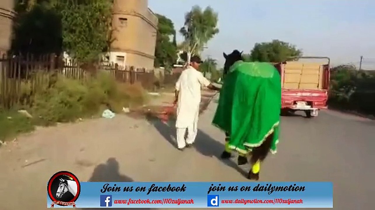 Ali Badshah From Rawalpindi walk