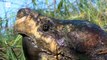 Alligator Snapping Turtle vs Common Snapping Turtle