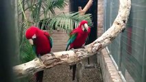 Two red Parrots dance on Hip Hop music on a branch!
