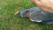 Pigeon ivre mort après avoir mangé des pommes pourries...
