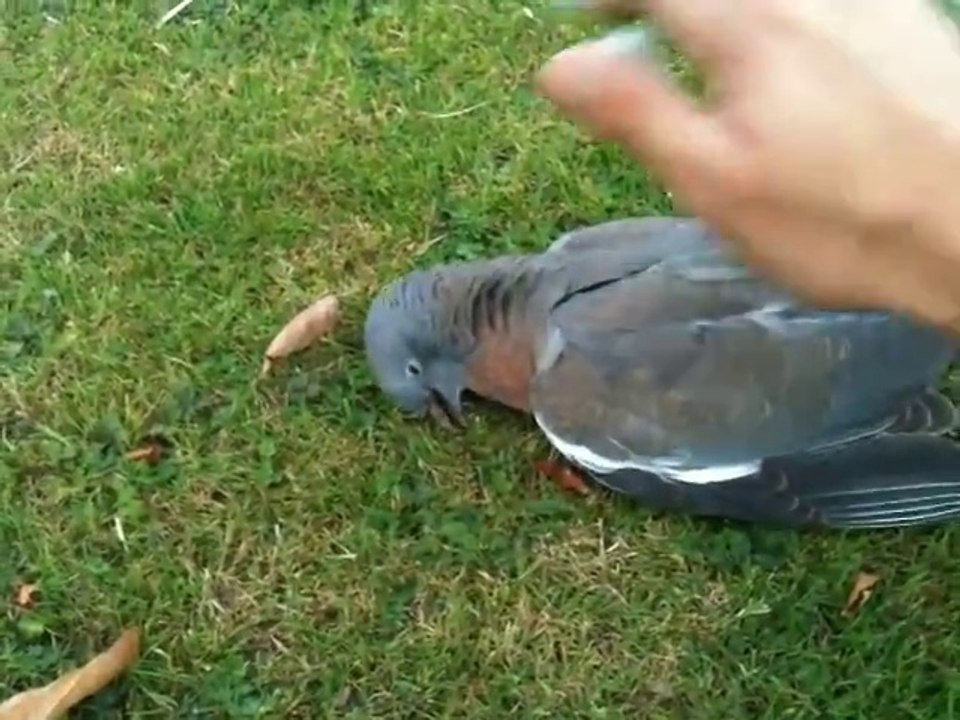 Pigeon ivre mort après avoir mangé des pommes pourries...