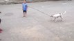 Brazilian Puppy Entertains Kids With a Jump Rope