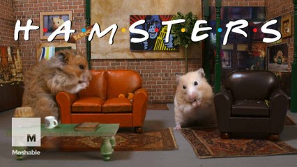'Hamsters" will be your new favorite sitcom