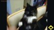 FUNNY CAST - Funny Cats - Funny Cat Videos - Funny Animals Cute Pets LOL