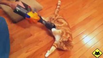 FUNNY CAST - Funny Cats - Funny Cat Videos - Funny Animals - Fail Compilation - Cats Love Vacuums