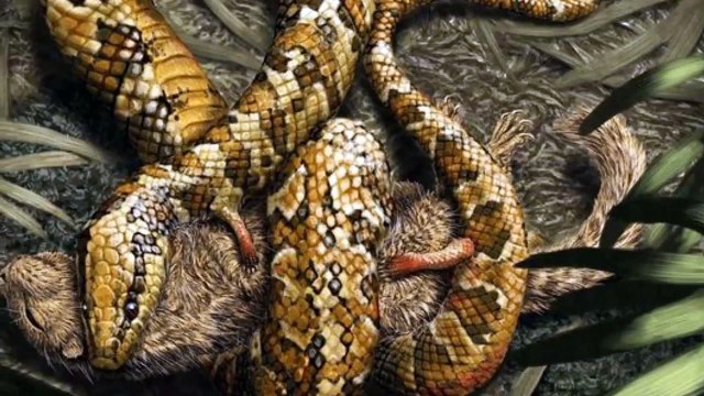 Fossil of a four legged snake found in Brazil
