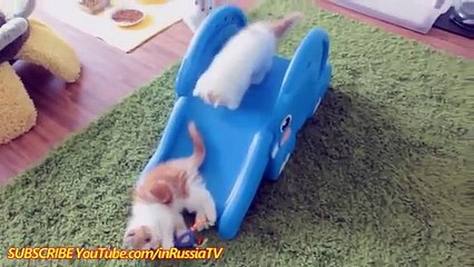 FUNNY CAST - Funny Cats - Funny Kitty - Funny Videos Kitten Compilation - Cat Funny Videos