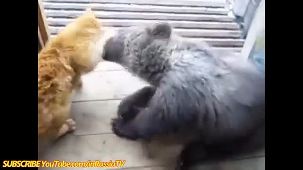 FUNNY CAST  Funny Cats & Bear  Funny Cat Videos  Funny Animals  Cats Funny Videos 2014