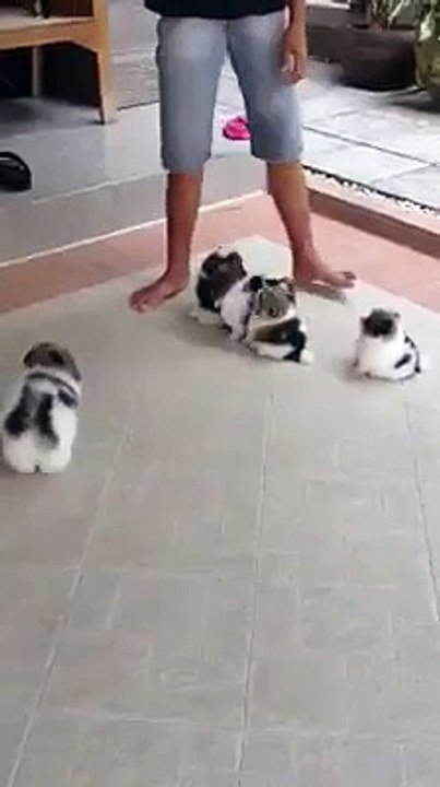 Cute animal babies