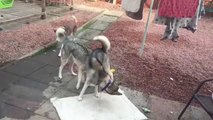 My Huskies Playing | iPhone 6S Slow-Mo test